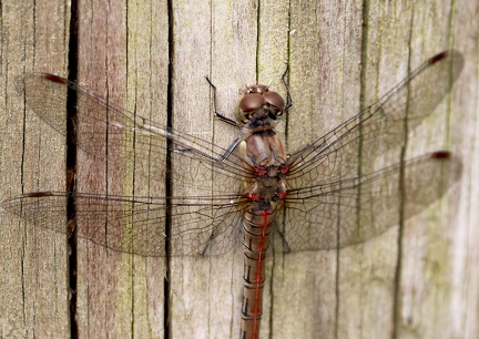 Sympetrum meridionale-31