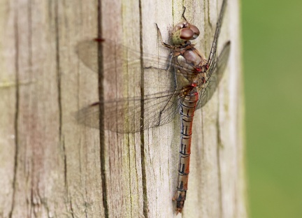Sympetrum meridionale-3