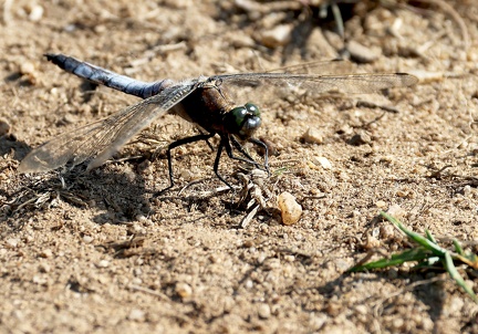 Orthetrum cancellatum-7