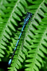 Enallagma cyathigerum-1