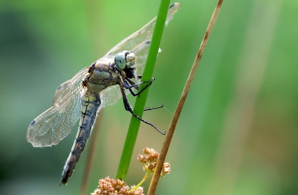 Orthetrum cancellatum-8