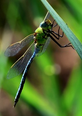 Anax imperator-5