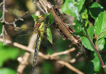 Brachytron pratense-1