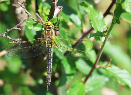 Brachytron pratense