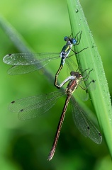 Lestes sponsa-5
