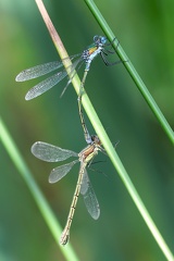 Lestes dryas-1
