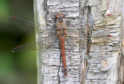 Sympetrum striolatum-5