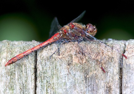 Sympetrum striolatum-4