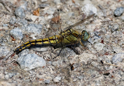 Orthetrum cancellatum-5