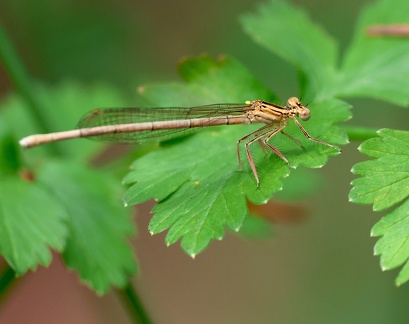 Platycnemis pennipes-3