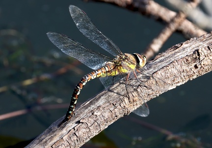 Aeshna mixta-6