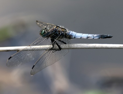 Orthetrum cancellatum