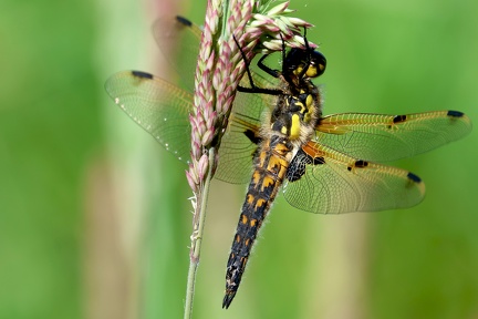 Libellula quadrimaculata-2