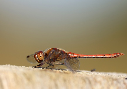 Sympetrum vulgatum