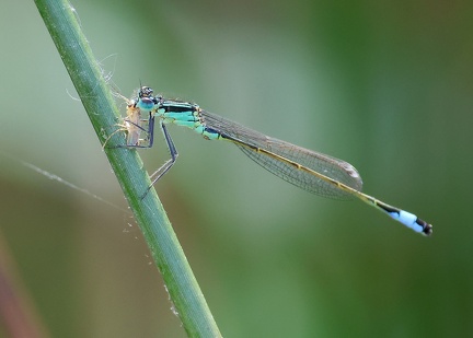 Ischnura elegans-21