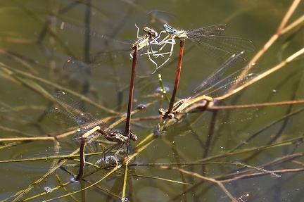 Platycnemis acutipennis