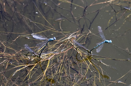 Coenagrion puella-2
