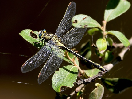 Gomphus simillimus