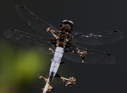 Libellula fulva-3