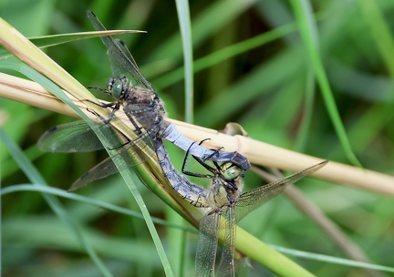 Orthetrum cancellatum-21
