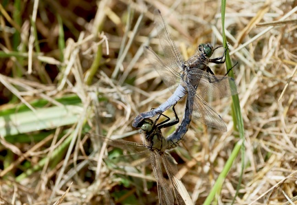 Orthetrum cancellatum-22