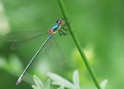Lestes sponsa-7