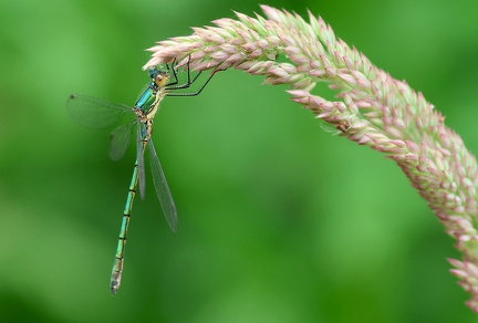 Lestes sponsa-71