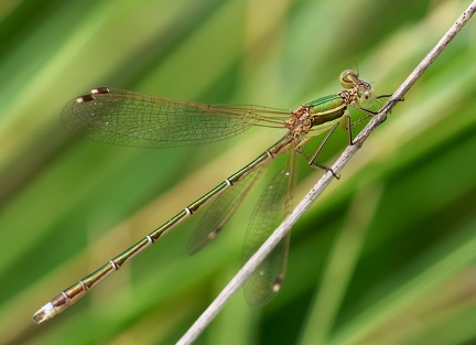 Lestes barbarus-3