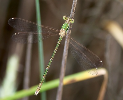 Lestes barbarus-2