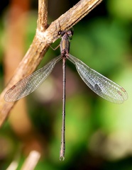 Chalcolestes viridis-6