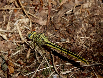 Gomphus pulchellus