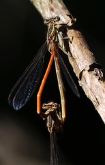 Platycnemis acutipennis-2
