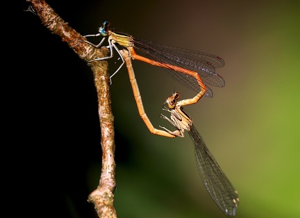 Platycnemis acutipennis-1