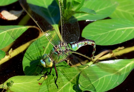 Anax imperator-8
