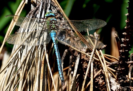 Anax imperator-41