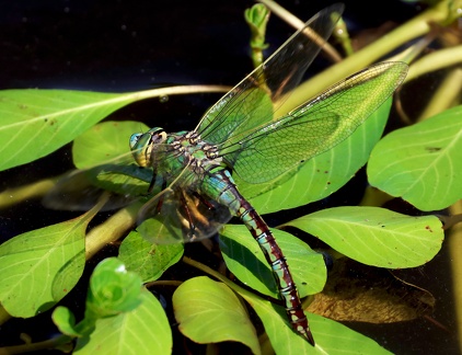 Anax imperator-6