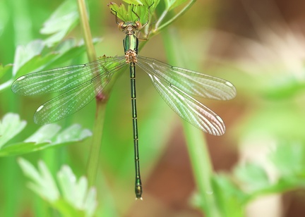 Chalcolestes viridis-5