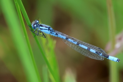 Enallagma cyathigerum-2