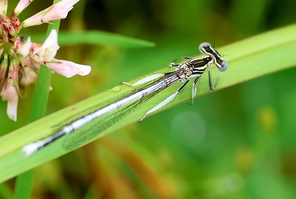 Platycnemis pennipes-4