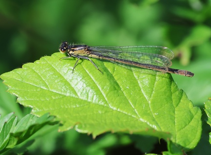 Enallagma cyathigerum-3