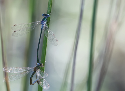 Lestes sponsa-51