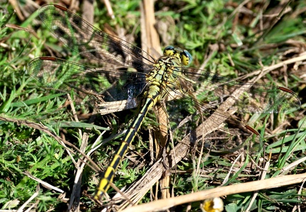 Gomphus pulchellus-2