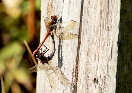 Sympetrum striolatum-61