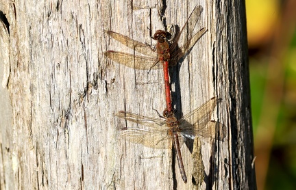 Sympetrum striolatum-6