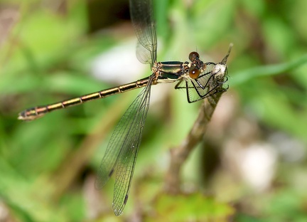 Lestes sponsa-6