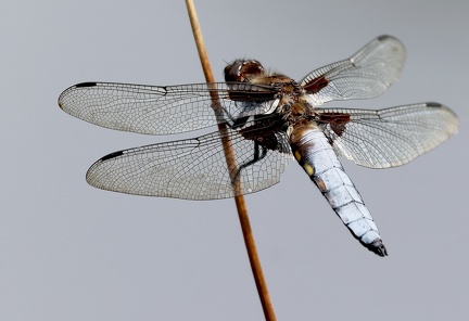 Libellula depressa-5