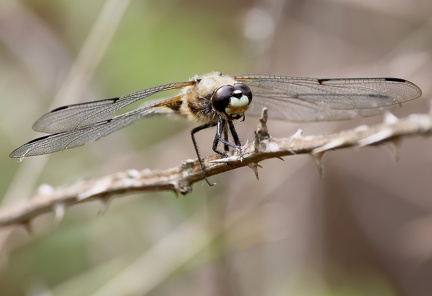 Libellula quadrimaculata-31