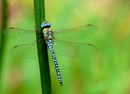  Aeshna affinis-3