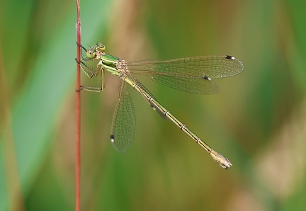 Lestes barbarus-1