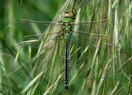 Anax imperator-2